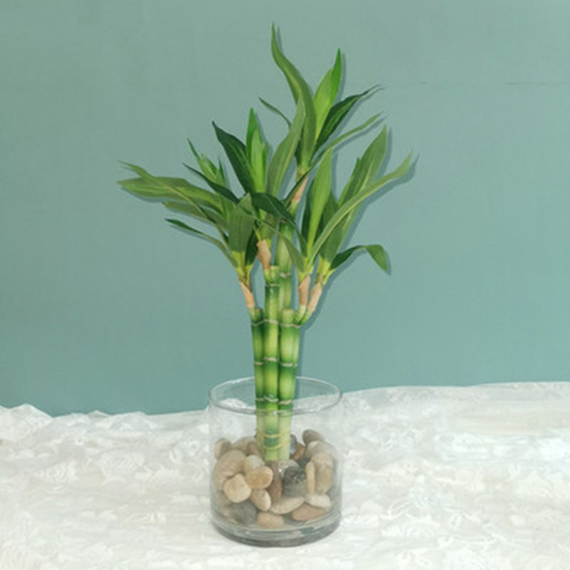 New 40cm rFtificial Lucky Bamb - Aquarium Marine Plants のレビューと価格