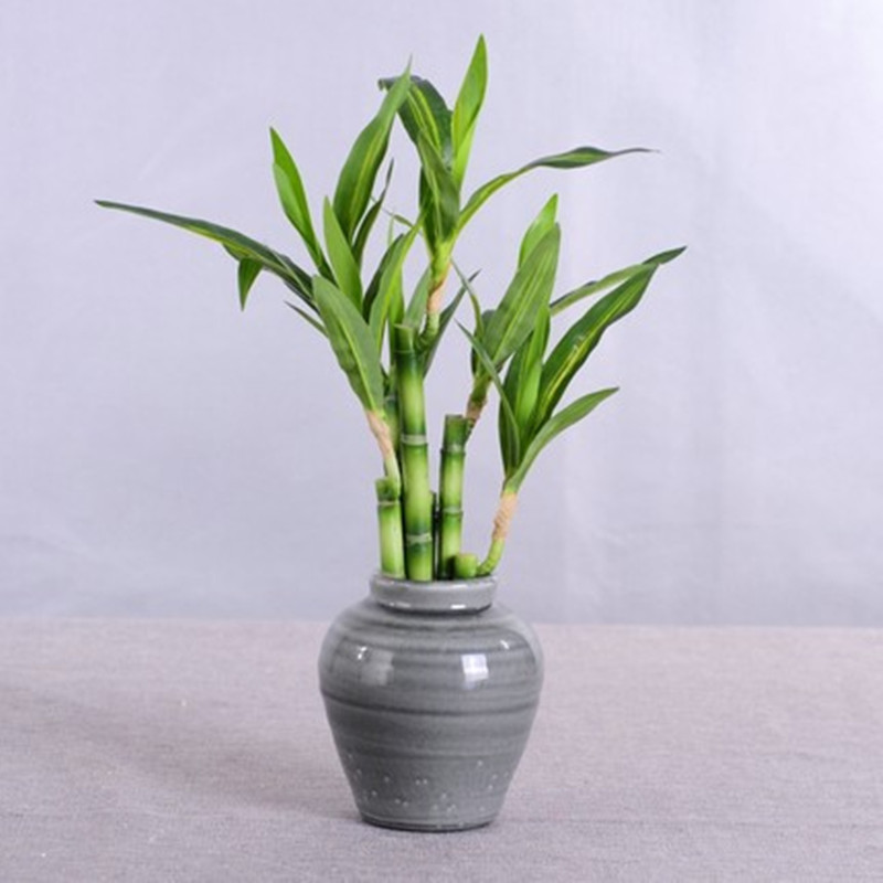 New 40cm rFtificial Lucky Bamb - Aquarium Marine Plants のレビューと価格