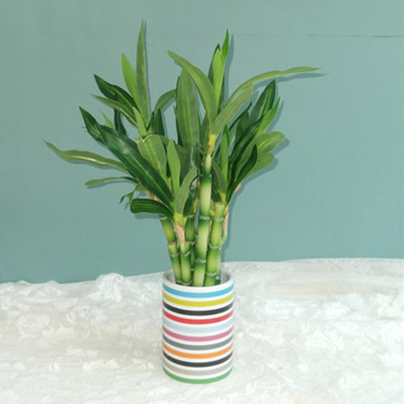 New 40cm rFtificial Lucky Bamb - Aquarium Marine Plants のレビューと価格