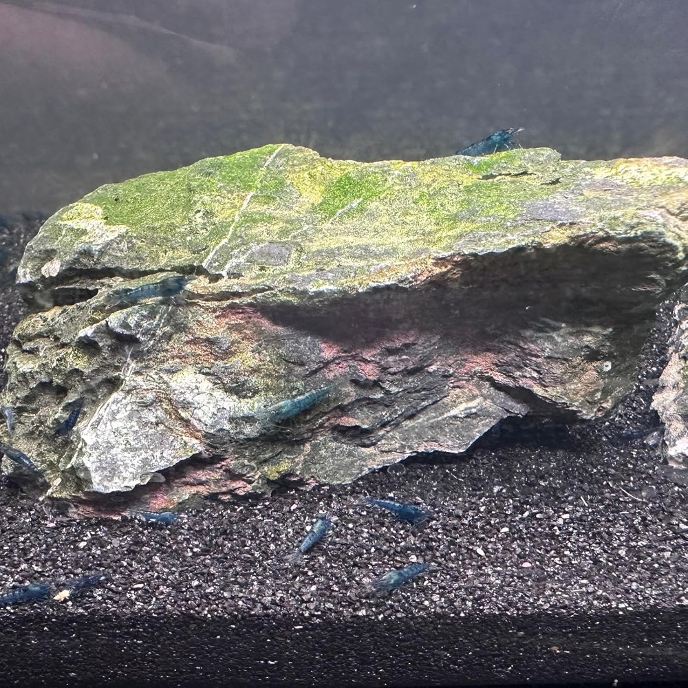 Black Aquarium Sand 2lbs, Fine - Aquarium Marine Plants のレビューと価格