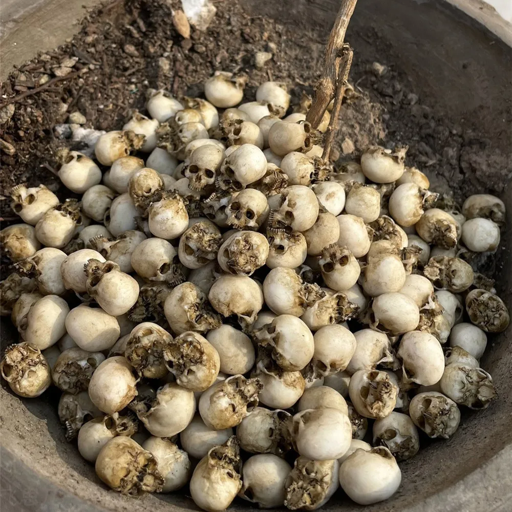 Mini Skull High Quality Miniat - Aquarium Marine Plants のレビューと価格