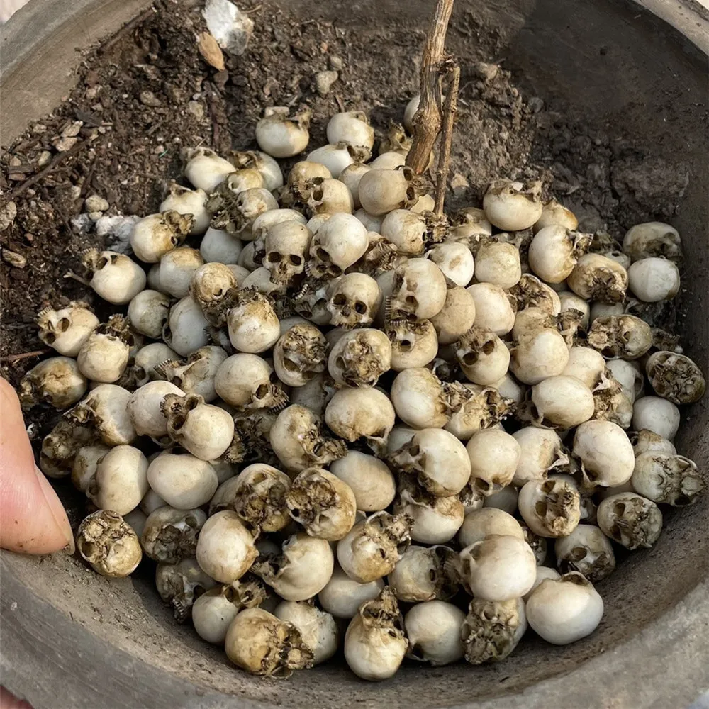 Mini Skull High Quality Miniat - Aquarium Marine Plants のレビューと価格