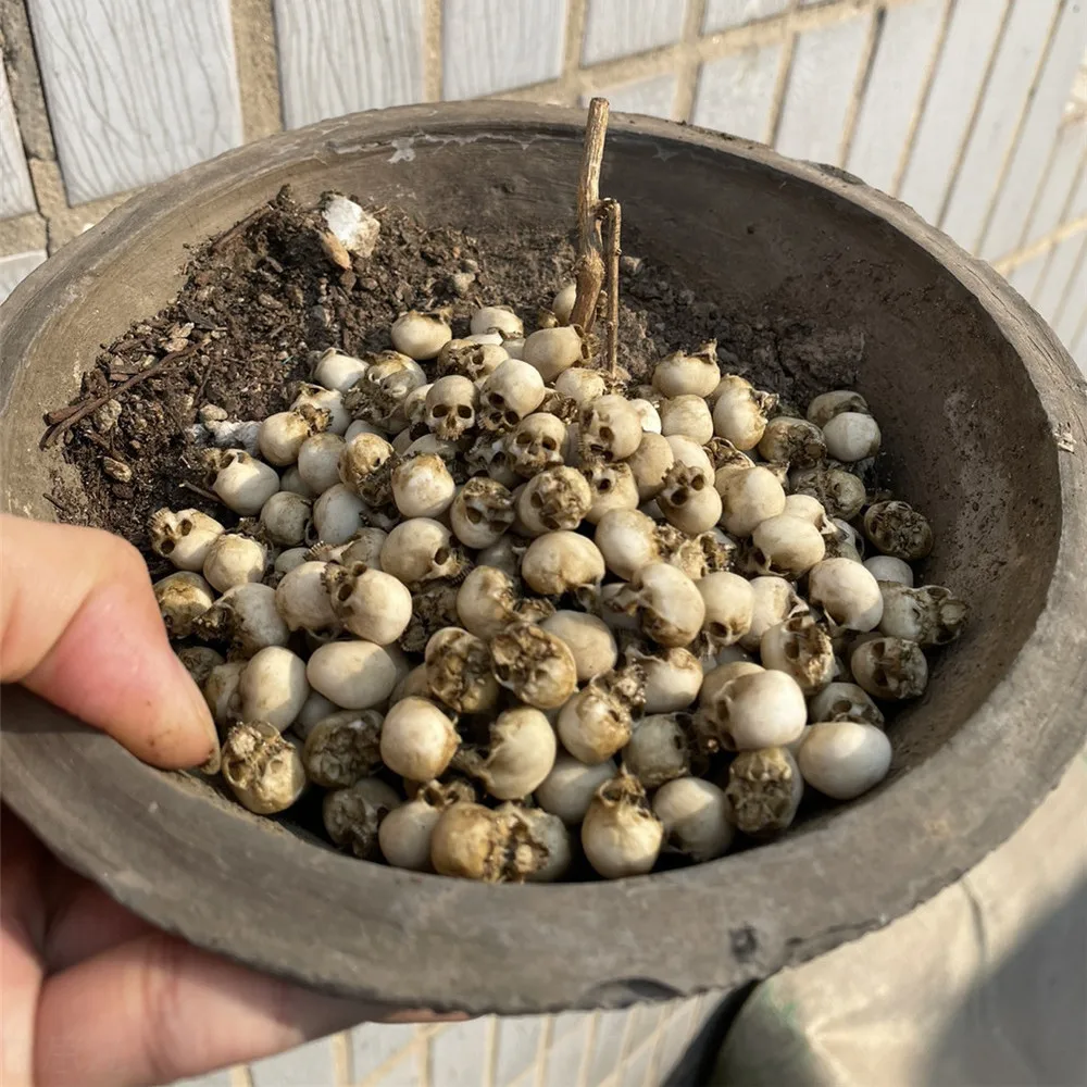 Mini Skull High Quality Miniat - Aquarium Marine Plants のレビューと価格