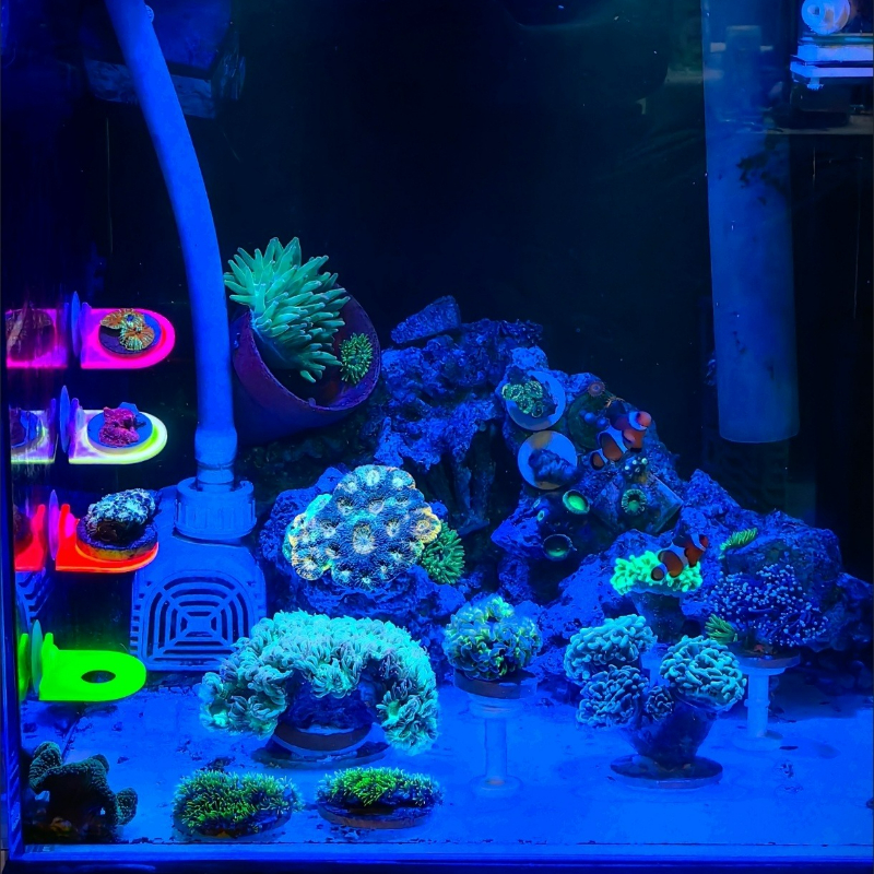 Color Random Coral Frag Holder - Aquarium Marine Color のレビューと価格