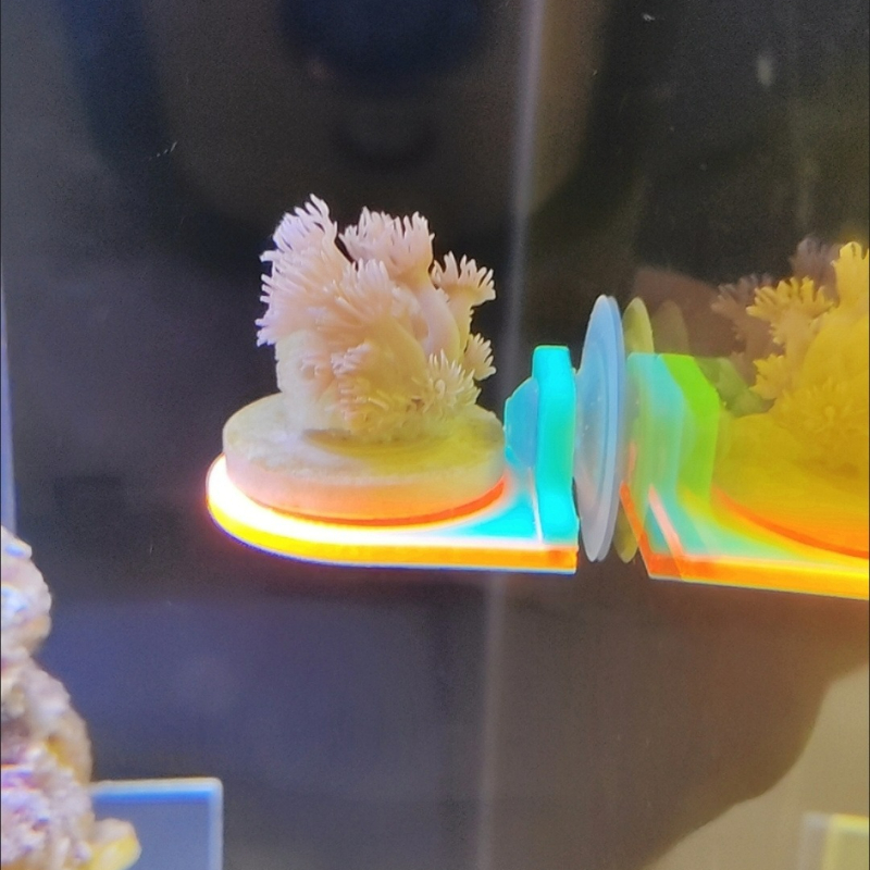 Color Random Coral Frag Holder - Aquarium Marine Color のレビューと価格